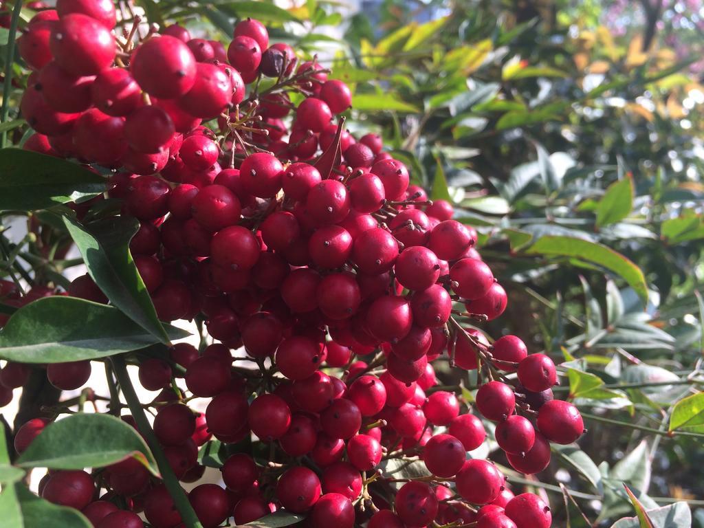 بادوفا Il Cantelino الغرفة الصورة